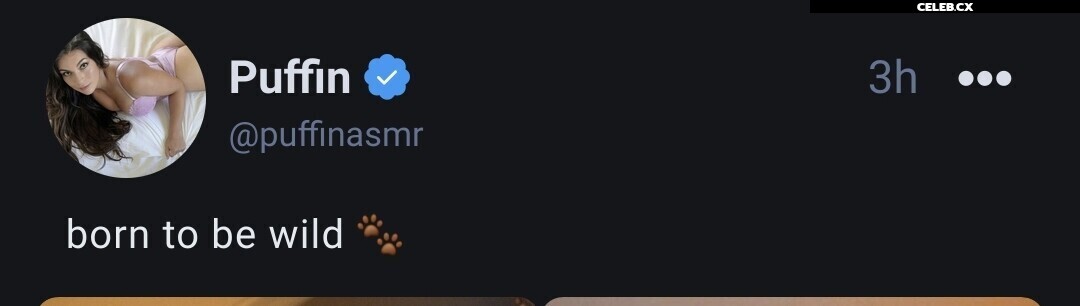 ASMR Puffin Image 8242797