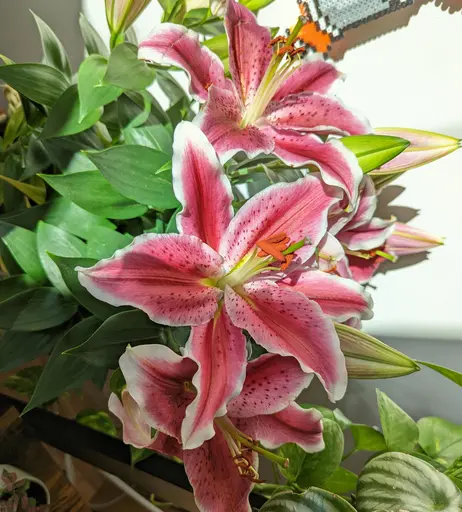Image 9480079 from SpicyHani