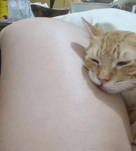 Image 8496396 from Nyaaati/Kittynyaaa