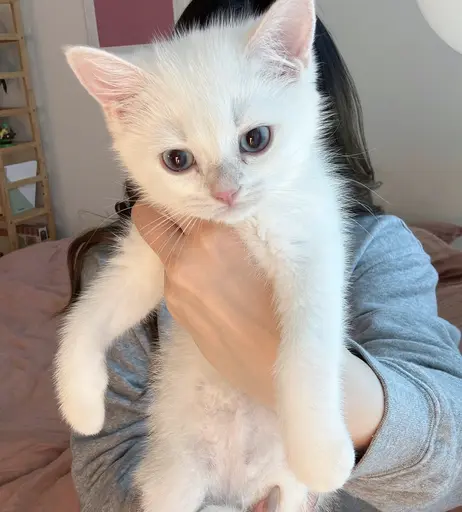 Image 8785465 from AngelsKimi (Plushys)