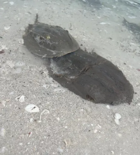 Image 10644768 from Frailu