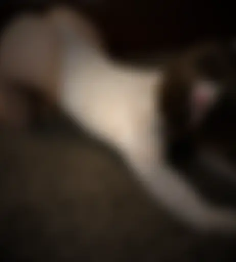 Image 10197305 from Lerka ASMRka / lerkaasmrka / ShinyStar ASMR